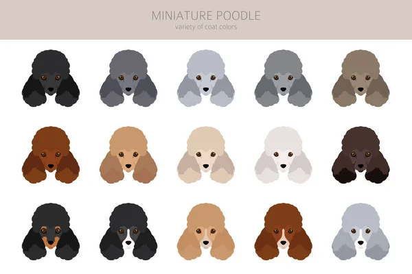 Miniature Poodle Clipart Different Poses Coat Colors Set Vector Illustration — Stock Vector