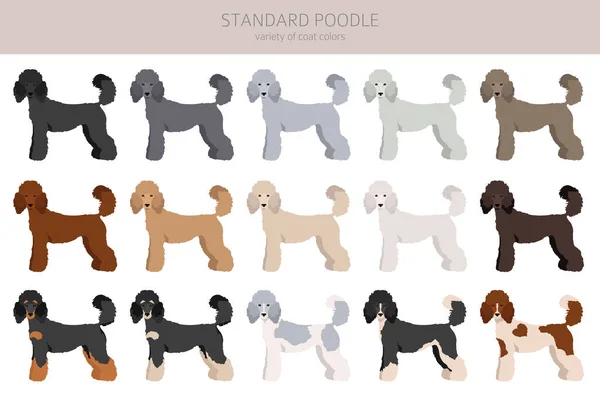 Klien Poodle Standar Pose Yang Berbeda Warna Mantel Ditetapkan Ilustrasi - Stok Vektor