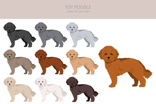 Brinquedo Poodle Clipart Poses Diferentes Conjunto Cores Casaco Ilustração Vetorial —  Vetores de Stock