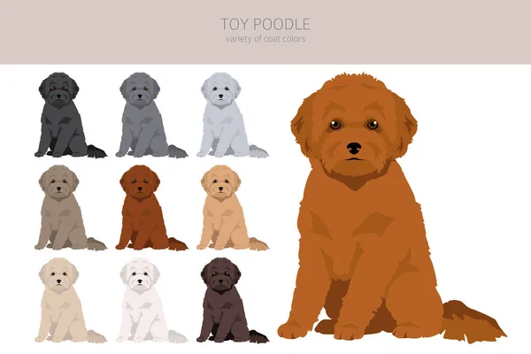 Spielzeugpudel Cliparts Verschiedene Posen Festgelegte Fellfarben Vektorillustration — Stockvektor