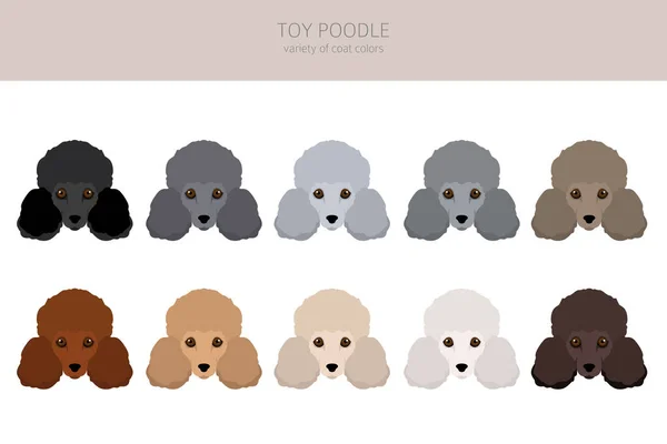 Toy Poodle Clipart Different Poses Coat Colors Set Vector Illustration — Stock Vector