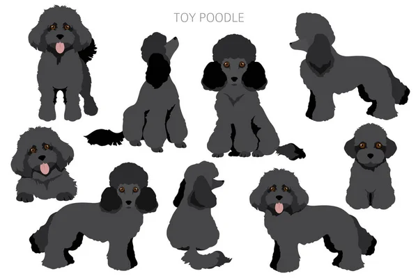 Παιχνίδι Poodle Clipart Διαφορετικές Πόζες Σετ Χρωμάτων Εικονογράφηση Διανύσματος — Διανυσματικό Αρχείο