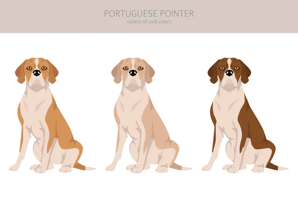 Puntero Portugués Clipart Distintas Poses Colores Del Abrigo Establecidos Ilustración — Vector de stock