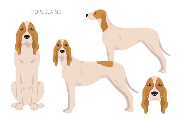 波塞兰狗群 不同的姿势 不同的外套颜色 矢量说明 — 图库矢量图片