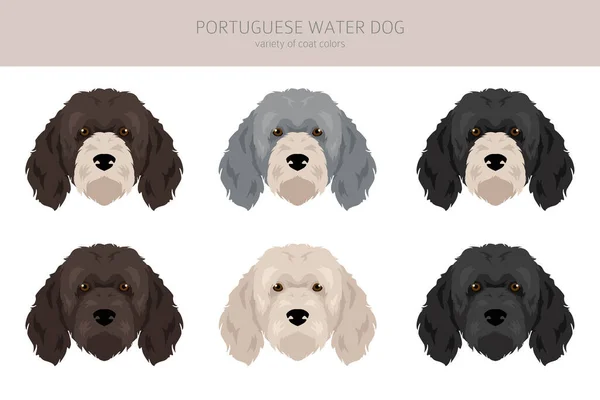 Portugalski Wodny Pies Kliparty Różne Pozy Zestaw Kolorów Płaszcza Ilustracja — Wektor stockowy