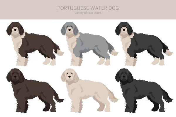 Португальский Клипарт Водяных Собак Разные Позы Набор Цветов Пальто Векторная — стоковый вектор
