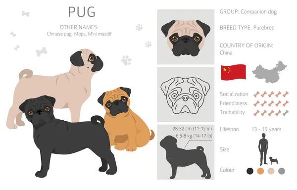 Klien Pug Pose Yang Berbeda Warna Mantel Ditetapkan Ilustrasi Vektor - Stok Vektor