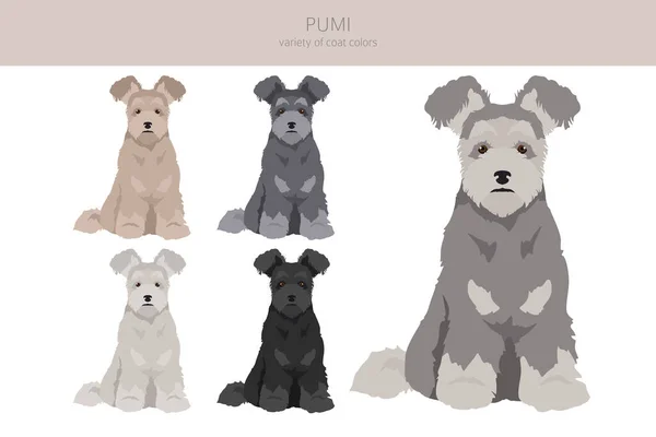Pumi Clipart Different Poses Coat Colors Set Vector Illustration — Stock Vector