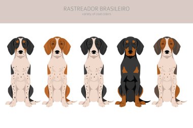 Rastreador Brasileiro tırmanıyor. Tüm ceket renkleri ayarlandı. Bütün köpekler karakteristik bilgileri çoğaltır. Vektör illüstrasyonu