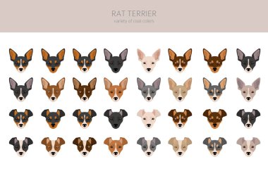 Fare Teriyer Clipart. Farklı pozlar, farklı renkler. Vektör illüstrasyonu