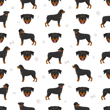 Rottweiler kusursuz desen. Farklı pozlar, farklı renkler. Vektör illüstrasyonu