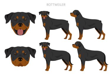 Rottweiler tırpanı. Farklı pozlar, farklı renkler. Vektör illüstrasyonu
