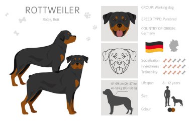 Rottweiler tırpanı. Farklı pozlar, farklı renkler. Vektör illüstrasyonu