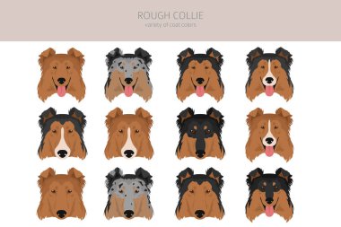 Zorlu Collie Clipart. Farklı pozlar, farklı renkler. Vektör illüstrasyonu