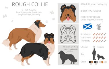 Zorlu Collie Clipart. Farklı pozlar, farklı renkler. Vektör illüstrasyonu
