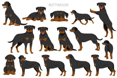 Rottweiler tırpanı. Farklı pozlar, farklı renkler. Vektör illüstrasyonu