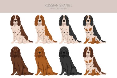Rus Spaniel Clipart. Tüm ceket renkleri ayarlandı. Bütün köpekler karakteristik bilgileri çoğaltır. Vektör illüstrasyonu