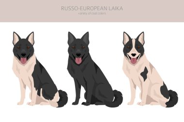 Russo-Avrupa Laika klipsi. Tüm ceket renkleri ayarlandı. Bütün köpekler karakteristik bilgileri çoğaltır. Vektör illüstrasyonu