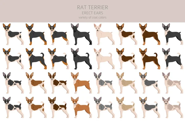 Clipart Rato Terrier Poses Diferentes Conjunto Cores Casaco Ilustração Vetorial —  Vetores de Stock