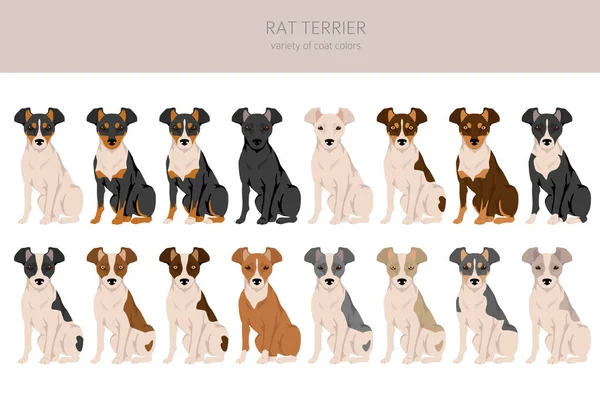 Ratte Terrier Clipart Verschiedene Posen Festgelegte Fellfarben Vektorillustration — Stockvektor