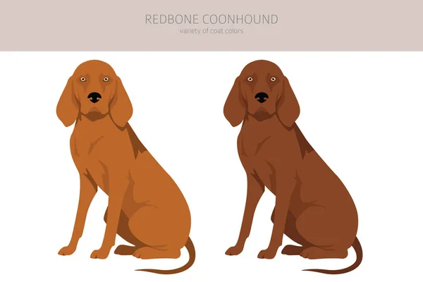Redbone Coonhound Clipart Verschiedene Posen Festgelegte Fellfarben Vektorillustration — Stockvektor