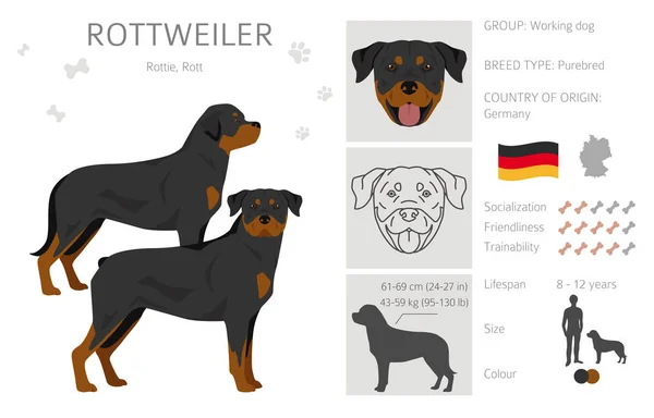Rottweiler Clipart Pose Yang Berbeda Warna Mantel Ditetapkan Ilustrasi Vektor - Stok Vektor