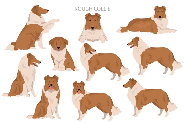 粗野的Collie集团不同的姿势 不同的外套颜色 矢量说明 — 图库矢量图片