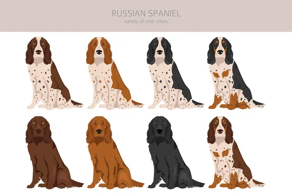 Російська Іспанська Клітка Всі Кольори Надягають Всі Собаки Породжують Характеристики — стоковий вектор