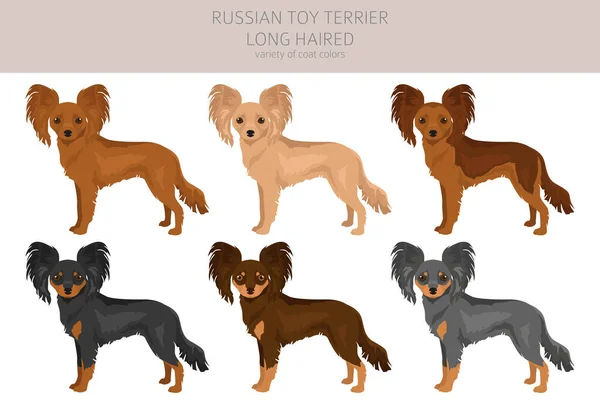 Rusia Juguete Terrier Pelo Largo Clipart Distintas Poses Colores Del — Vector de stock