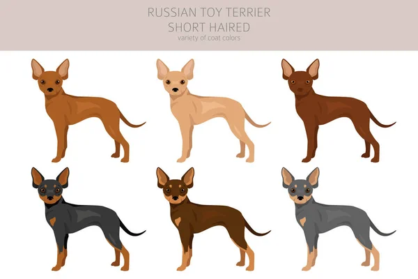 Rusia Juguete Terrier Corto Clipart Distintas Poses Colores Del Abrigo — Vector de stock
