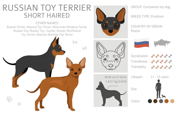 Russian Toy Terrier Shorthaired Clipart Different Poses Coat Colors Set — Stock Vector