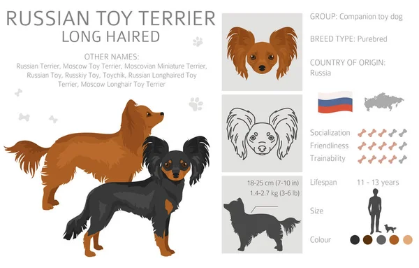 Rusia Juguete Terrier Pelo Largo Clipart Distintas Poses Colores Del — Archivo Imágenes Vectoriales