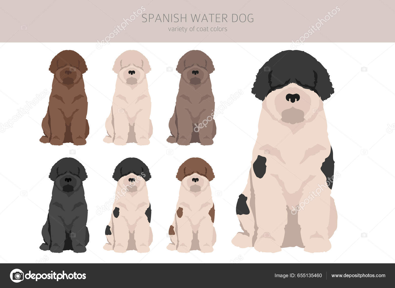 Cão de Água Espanhol