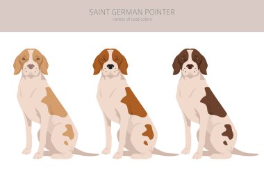 Saint German Pointer clipart. All coat colors set.  All dog breeds characteristics infographic. Vector illustration clipart