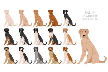 Saluki Feathered klipsi. Farklı pozlar, farklı renkler. Vektör illüstrasyonu