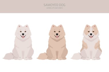 Samoyed köpek klipsi. Farklı pozlar, farklı renkler. Vektör illüstrasyonu