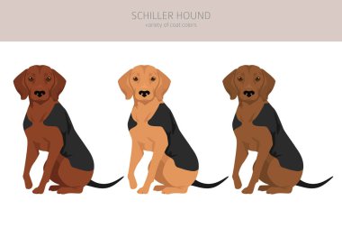 Schiller Tazı kırpması. Tüm ceket renkleri ayarlandı. Bütün köpekler karakteristik bilgileri çoğaltır. Vektör illüstrasyonu