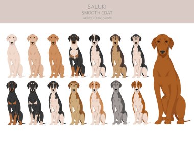 Saluki smooth coated clipart. Different poses, coat colors set.  Vector illustration clipart