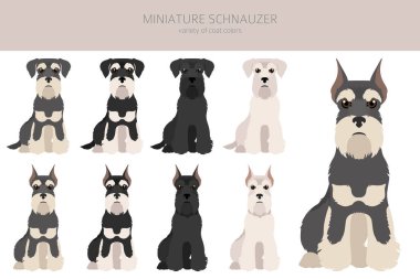 Farklı pozlarda ve ceket renklerinde minyatür schnauzer köpekleri. Yetişkin ve yavru Scottie seti. Vektör illüstrasyonu