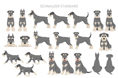 Schhnauzer Standard clipart. Different poses, coat colors set.  Vector illustration clipart