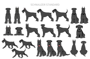 Schhnauzer Standart Clipart. Farklı pozlar, farklı renkler. Vektör illüstrasyonu