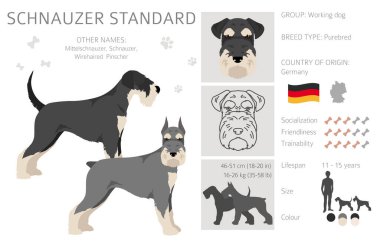 Schhnauzer Standart Clipart. Farklı pozlar, farklı renkler. Vektör illüstrasyonu