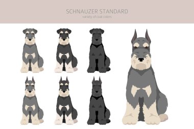 Schhnauzer Standart Clipart. Farklı pozlar, farklı renkler. Vektör illüstrasyonu