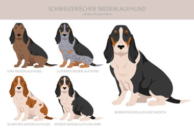 Schweizerischer Niederlaufhund, Küçük İsviçreli av köpeği. Tüm ceket renkleri ayarlandı. Bütün köpekler karakteristik bilgileri çoğaltır. Vektör illüstrasyonu