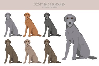 İskoç Deerhound Clipart. Farklı pozlar, farklı renkler. Vektör illüstrasyonu