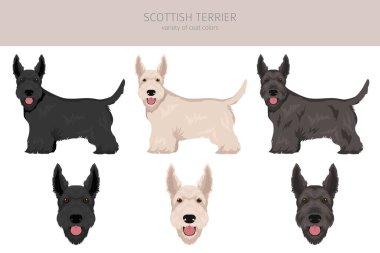 Farklı pozlarda ve ceket renklerinde İskoç teriyer köpekleri. Yetişkin ve yavru Scottie seti. Vektör illüstrasyonu
