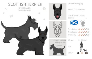 Farklı pozlarda ve ceket renklerinde İskoç teriyer köpekleri. Yetişkin ve yavru Scottie seti. Vektör illüstrasyonu