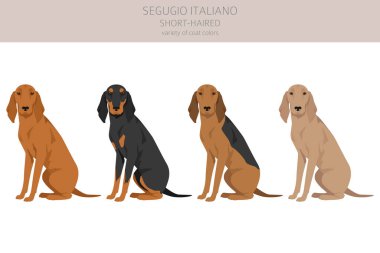 Segugio Italiano kısa saçlı klipsi. Farklı pozlar, farklı renkler. Vektör illüstrasyonu
