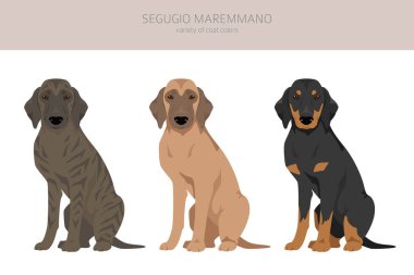 Segugio Maremmano tırmanışı. Tüm ceket renkleri ayarlandı. Bütün köpekler karakteristik bilgileri çoğaltır. Vektör illüstrasyonu