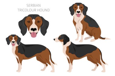 Sırp Üçrenkli Tazı kırpması. Tüm ceket renkleri ayarlandı. Bütün köpekler karakteristik bilgileri çoğaltır. Vektör illüstrasyonu